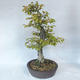 Venkovní bonsai - Habr obecný - Carpinus betulus - 3/5