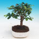 Pokojová bonsai - Australská třešeň - Eugenia uniflora - 3/4