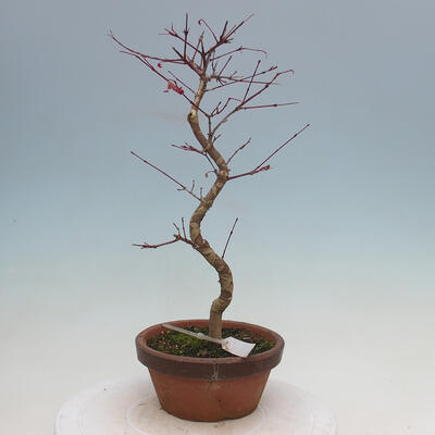 Venkovní bonsai - Javor palmatum DESHOJO - Javor dlanitolistý - 3