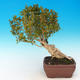 Venkovní bonsai - Buxus - 3/3