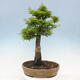 Venkovní bonsai -Javor dlanitolistý Acer palmatum Shishigashira - 3/6