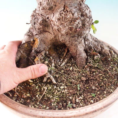 Venkovní bonsai - Olše lepkavá - Alnus glutinosa - 3