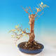 Venkovní bonsai - Zlatice - Forsythia - 3/3