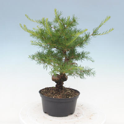 Venkovní bonsai -Larix decidua - Modřín opadavý - 3