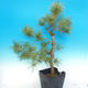 Yamadori - Borovice lesní - Pinus sylvestris - 3/4