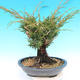 Yamadori Juniperus chinensis - jalovec - 3/6