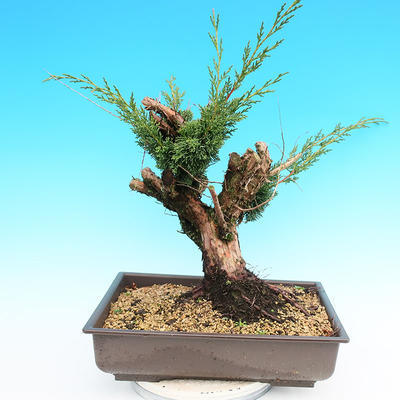 Yamadori Juniperus chinensis - jalovec - 3