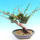 Yamadori Juniperus chinensis - jalovec - 3/5