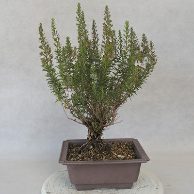 Venkovní bonsai - Saturejka horská - Satureja montana - 3