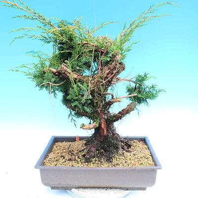 Yamadori Juniperus chinensis - jalovec - 3