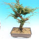 Yamadori Juniperus chinensis - jalovec - 3/6