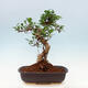 Pokojová bonsai - Ficus kimmen -  malolistý fíkus - 3/4
