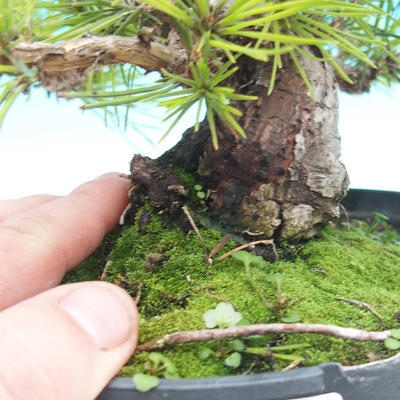 Pinus thunbergii - Borovice thunbergova - 3