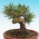 Pinus thunbergii - Borovice thunbergova - 3/4