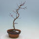 Venkovní bonsai - Javor palmatum DESHOJO - Javor dlanitolistý - 3/5