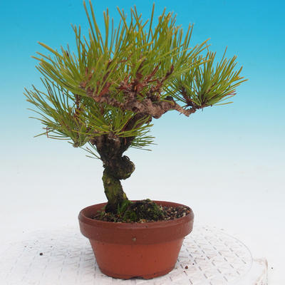 Pinus Densiflora - borovice červená - 3
