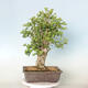 Venkovní bonsai - Jinan dvoulaločný - Ginkgo biloba - 3/4