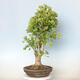 Venkovní bonsai - Jinan dvoulaločný - Ginkgo biloba - 3/3