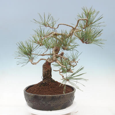Venkovní bonsai - Pinus sylvestris Watereri  - Borovice lesní - 3