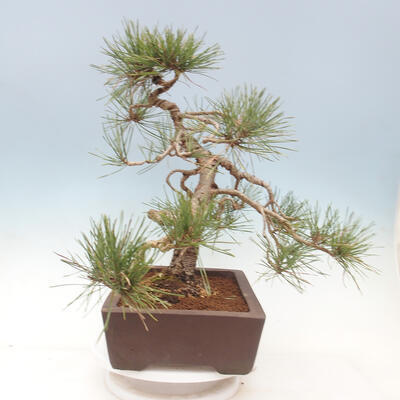 Venkovní bonsai - Pinus sylvestris Watereri  - Borovice lesní - 3