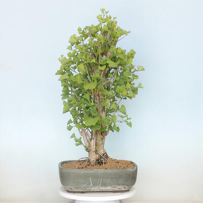 Venkovní bonsai - Jinan dvoulaločný - Ginkgo biloba - 3
