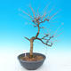 Venkovní bonsai -Modřín opadavý-Larix decidua - 3/4