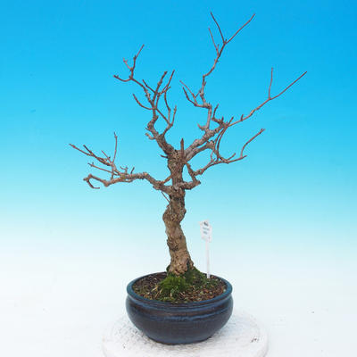 Venkovní bonsai - hortenzie - 3