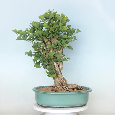 Vonkajší bonsai - Jinan dvojlaločný - Ginkgo biloba - 3