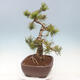 Venkovní bonsai - Pinus mugo   - Borovice kleč - 3/4