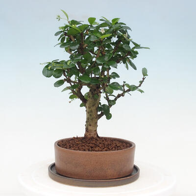 Pokojová bonsai s podmiskou - Carmona macrophylla - Čaj fuki - 3