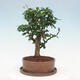 Pokojová bonsai s podmiskou - Carmona macrophylla - Čaj fuki - 3/7