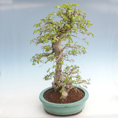 Venkovní bonsai -Carpinus CARPINOIDES - Habr korejský VB2020-566 - 3