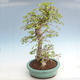 Venkovní bonsai -Carpinus CARPINOIDES - Habr korejský VB2020-566 - 3/5