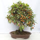 Venkovní bonsai -Malus halliana - Maloplodá jabloň - 3/6