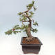 Vonkajší bonsai - Pinus mugo - Borovica kľač - 3/5