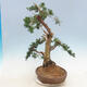 Venkovní bonsai - Juniperus chinensis -Jalovec čínský - 3/6