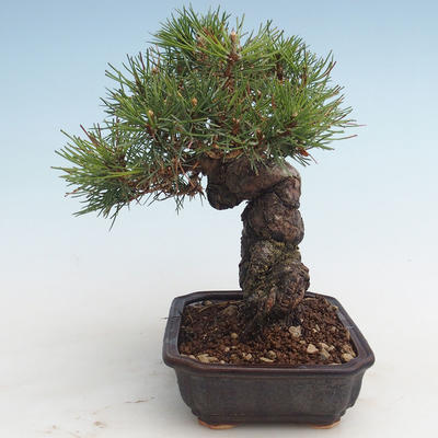 Pinus thunbergii - Borovice thunbergova VB2020-572 - 3