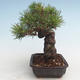 Pinus thunbergii - Borovice thunbergova VB2020-572 - 3/5