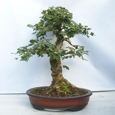Venkovní bonsai - Acer campestre - Javor babyka - 3