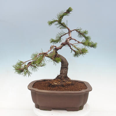 Venkovní bonsai - Pinus mugo   - Borovice kleč - 3