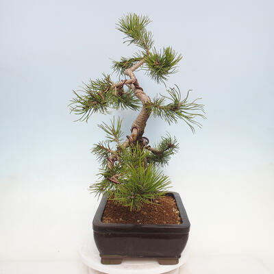 Venkovní bonsai - Pinus mugo   - Borovice kleč - 3