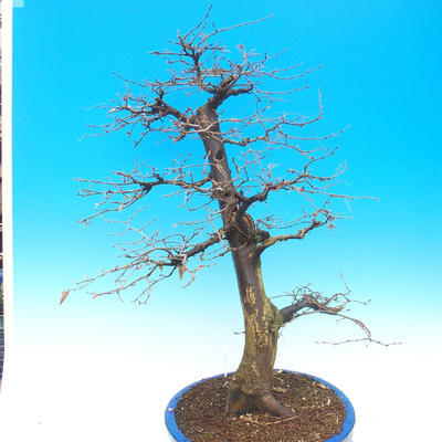 Venkovní bonsai -Habr obecný - Carpinus carpinoides - 3