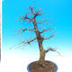 Venkovní bonsai -Habr obecný - Carpinus carpinoides - 3/4