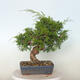 Vonkajší bonsai - Juniperus chinensis Itoigawa -Jalovec čínsky - 3/4