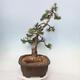Venkovní bonsai - Pinus mugo   - Borovice kleč - 3/4
