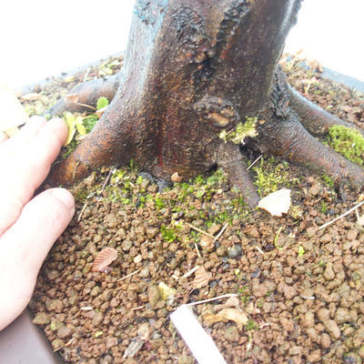 Venkovní bonsai -Habr obecný - Carpinus carpinoides - 3