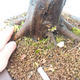 Venkovní bonsai -Habr obecný - Carpinus carpinoides - 3/3