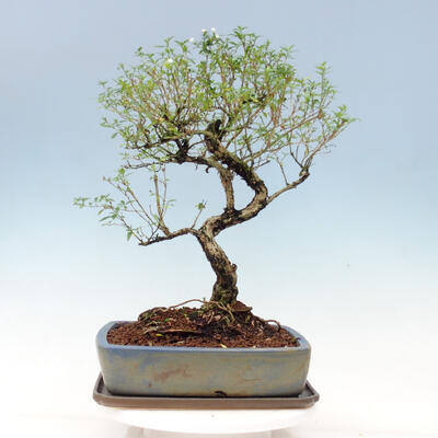 Pokojová bonsai - Serissa foetida Variegata - Strom tisíce hvězd - 3