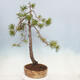 Vonkajší bonsai - Pinus sylvestris - Borovica lesná - 3/5
