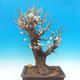 Venkovní bonsai -Japonská meruňka - Prunus Mume - 3/7